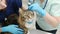 Two professional veterinarians checking ears of Maine Coon cat with otoscope in veterinary clinic