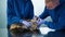 Two professional veterinarians examining Maine Coon breed cats teeth and gums 4K