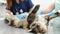 Two professional veterinarians petting Maine Coon cat before examining at veterinary clinic