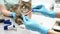 Two professional veterinarians take a blood test from a Maine Coon cat at a veterinary clinic