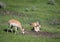 Two Pronghorn Antelope Bucks Resting with Another Grazing on Grass
