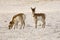 Two Pronghorn Antelopes