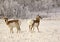 Two Pronghorn Antelopes