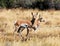 Two Pronghorn Fawns