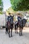 Two proud carabinieri on horseback inside the archaeological park of Neapolis