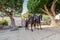 Two proud carabinieri on horseback inside the archaeological park of Neapolis