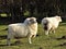 Two Proud Happy Sheep @ Crookham, Northumberland, England