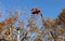 Two pruners on an aerial work platform trim the branches at the top of a tall plane tree