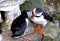 Two puffin birds kissing