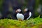 Two Puffins