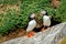 Two puffins, the famous and cute little Nordic bird, image captured in a Ireland island