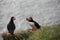 Two puffins on a grassy cliff, eating