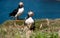 Two Puffins on the Island of Lunga.Inner Hebrides, Scotland, U.K