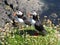 Two puffins pose for the camera