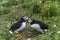 Two puffins rubbing their beaks together