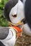 Two puffins rubbing their beaks together