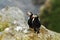 Two puffins sitting on cliff, bird in nesting colony, arctic black and white cute bird with colouful beak, bird on rock