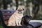 Two pug dogs posing on a bench