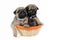 Two pug puppies in basket.