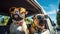 Two pugs wearing sunglasses in car. Pet travel and summer vacation concept