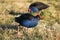 Two Pukeko birds