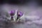 Two pulsatilla flowers on soft blured background