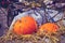 Two pumpkins on display outside in bicycle basket