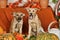 Two puppies on autumn background