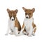 Two puppies Basenji