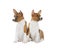 Two puppies Basenji