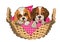 Two puppies in the basket