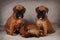 Two puppies of the boxer and Brussels Griffon