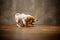 Two puppies of breed Jack Russell Terrier are played with a toy