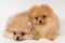 Two puppies of breed a Pomeranian spitz-dog in studio