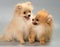 Two puppies of breed a Pomeranian spitz-dog in studio