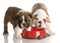 Two puppies at a dog food dish