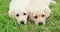 Two puppies dogs Labrador Retriever lying together on grass