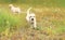 Two puppies dogs Labrador Retriever running together