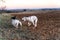 Two puppies dogs playing in the field at sunse.