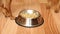 Two puppies are eating dry food from a bowl. Small dogs eat food from a plate