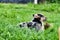 two puppies on grass, australian german shepard sheperd dog