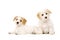 Two puppies isolated on a white background