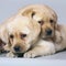 Two puppies labrador retriever.