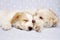 Two puppies laid on a blue background