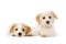 Two puppies laid isolated on a white background