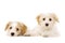 Two puppies laid isolated on a white background