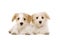 Two puppies laid isolated on a white background