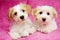 Two puppies laid on a pink background