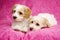 Two puppies laid on a pink background