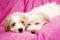 Two puppies laid on a pink background